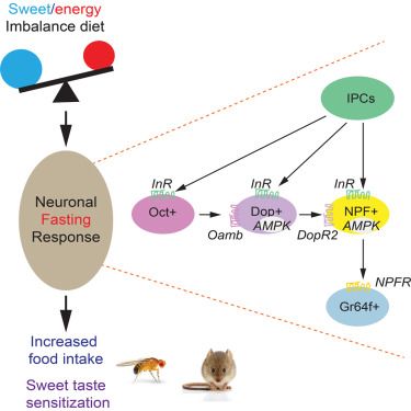 Synthetic or non-nutritive sweeteners